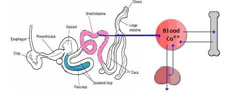 Metabolic Bone Disorder: Rickets - Image 1
