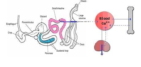 Metabolic Bone Disorder: Rickets - Image 5