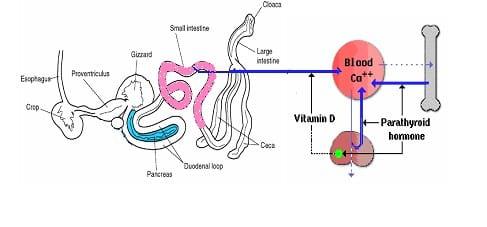 Metabolic Bone Disorder: Rickets - Image 4