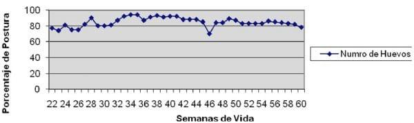 New Marek's disease cases in Argentina – preliminary studies - Image 2