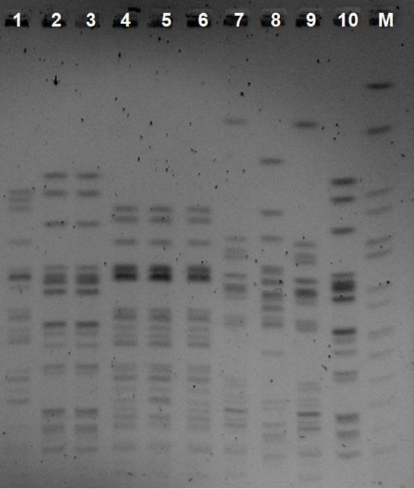 Incubator room dissemination of escherichia coli clones: isolation from bone marrow and resistance to gentamicin - Image 2