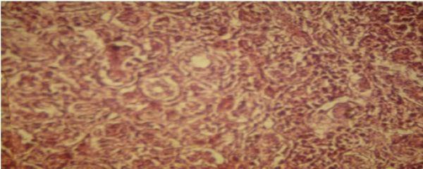 Diagnosis of salpingitis in female broilers with mycotoxicosis - Image 2