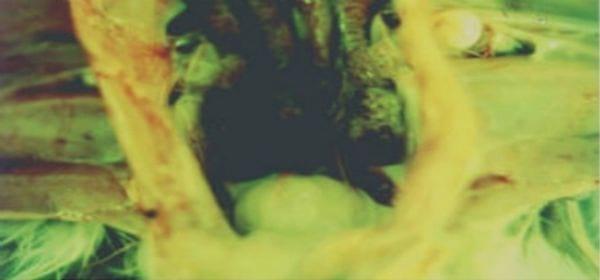 Occurrence of infectious bursal disease after vaccination with a low-passage attenuated virus - Image 3