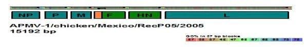 Development of a recombinant vaccine and its efficacy in a trial with broilers - Image 1