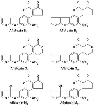 Specific detection of aflatoxin B1 in maize with a rapid and sensitive enzyme immunosorbent assay - Image 1