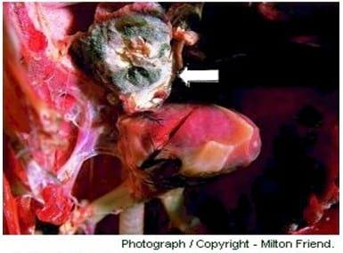 Day Old Chicks (DOC) Health Status and Early Mortalities: Consequences of Mycotoxin on Breeder Farms and Hatchery Managment in West Africa: Case Studies from Nigeria VE - Image 6