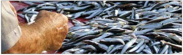 The use of potassium diformate-based preservatives as storage control for industrial fish - Image 3