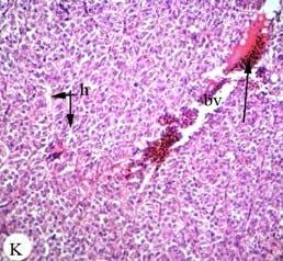 Protective effect of antioxidant medicinal herbs, Rosemary and Parsley, on subacute aflatoxicosis in Oreochromis niloticus - Image 13