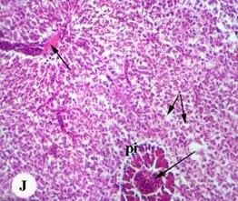 Protective effect of antioxidant medicinal herbs, Rosemary and Parsley, on subacute aflatoxicosis in Oreochromis niloticus - Image 12