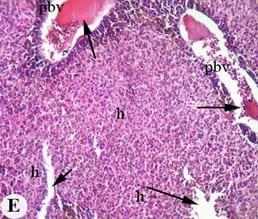 Protective effect of antioxidant medicinal herbs, Rosemary and Parsley, on subacute aflatoxicosis in Oreochromis niloticus - Image 7