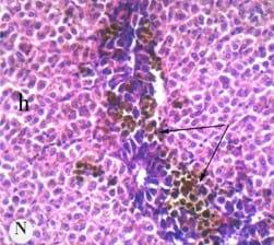 Protective effect of antioxidant medicinal herbs, Rosemary and Parsley, on subacute aflatoxicosis in Oreochromis niloticus - Image 16