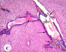 Protective effect of antioxidant medicinal herbs, Rosemary and Parsley, on subacute aflatoxicosis in Oreochromis niloticus - Image 5