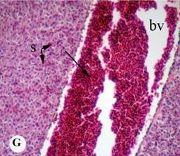 Protective effect of antioxidant medicinal herbs, Rosemary and Parsley, on subacute aflatoxicosis in Oreochromis niloticus - Image 9