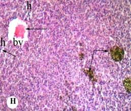 Protective effect of antioxidant medicinal herbs, Rosemary and Parsley, on subacute aflatoxicosis in Oreochromis niloticus - Image 10