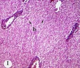 Protective effect of antioxidant medicinal herbs, Rosemary and Parsley, on subacute aflatoxicosis in Oreochromis niloticus - Image 11