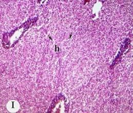 Protective effect of antioxidant medicinal herbs, Rosemary and Parsley, on subacute aflatoxicosis in Oreochromis niloticus - Image 11