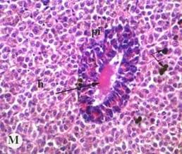 Protective effect of antioxidant medicinal herbs, Rosemary and Parsley, on subacute aflatoxicosis in Oreochromis niloticus - Image 15