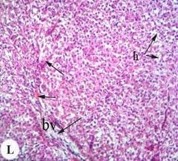 Protective effect of antioxidant medicinal herbs, Rosemary and Parsley, on subacute aflatoxicosis in Oreochromis niloticus - Image 14