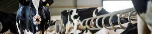 Organic Micro Minerals for Ruminants - Image 1