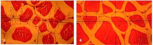 Effect of Dietary Supplementation of Biogen® (Commercial Probiotic) on Mono-sex Nile tilapia Oreochromis niloticus Under Different Stocking Densities - Image 9
