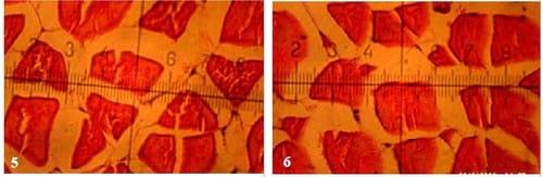 Effect of Dietary Supplementation of Biogen® (Commercial Probiotic) on Mono-sex Nile tilapia Oreochromis niloticus Under Different Stocking Densities - Image 10