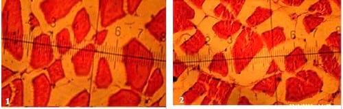 Effect of Dietary Supplementation of Biogen® (Commercial Probiotic) on Mono-sex Nile tilapia Oreochromis niloticus Under Different Stocking Densities - Image 8