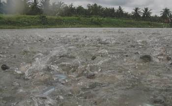 Potassium diformate (KDF) promotes growth and health performance of striped catfish (Pangasius hypophthalmus) in commercial fishponds in the Mekong Delta, Vietnam - Image 2