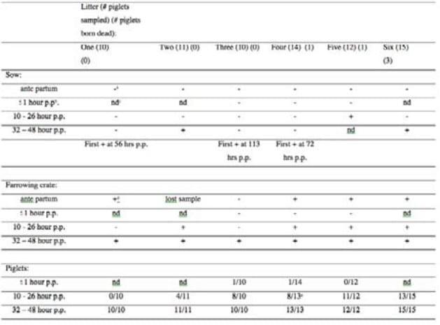 Clostridium difficile in a farrowing pen - Image 1