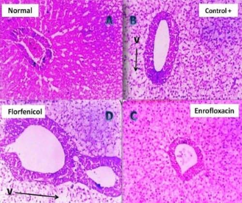 Assessment of the immune status of Nile tilapia (Oreochromis niloticus) experimentally challenged with toxogenic / septicemic bacteria during treatment trial with Florfenicol / Enrofloxacin as a method of control - Image 8