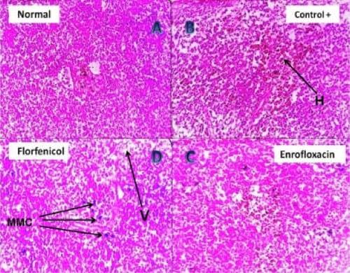 Assessment of the immune status of Nile tilapia (Oreochromis niloticus) experimentally challenged with toxogenic / septicemic bacteria during treatment trial with Florfenicol / Enrofloxacin as a method of control - Image 7