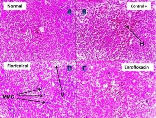Assessment of the immune status of Nile tilapia (Oreochromis niloticus) experimentally challenged with toxogenic / septicemic bacteria during treatment trial with Florfenicol / Enrofloxacin as a method of control - Image 6