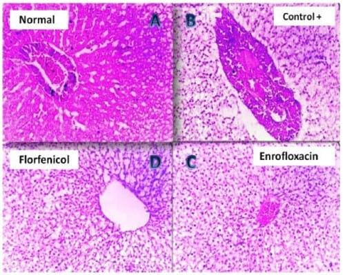 Assessment of the immune status of Nile tilapia (Oreochromis niloticus) experimentally challenged with toxogenic / septicemic bacteria during treatment trial with Florfenicol / Enrofloxacin as a method of control - Image 5
