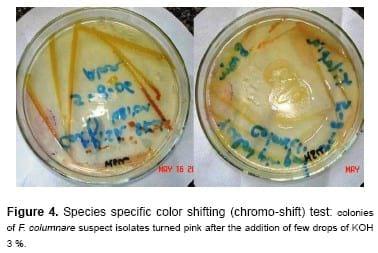 Flavobacterium columnare / Myxobolus tilapiae Concurrent Infection in the Earthen Pond Reared Nile Tilapia (Oreochromis niloticus) during the Early Summer - Image 5