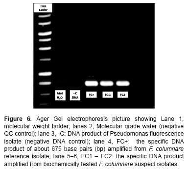 Flavobacterium columnare / Myxobolus tilapiae Concurrent Infection in the Earthen Pond Reared Nile Tilapia (Oreochromis niloticus) during the Early Summer - Image 7