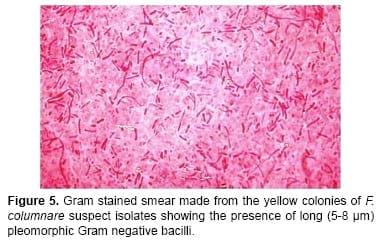 Flavobacterium columnare / Myxobolus tilapiae Concurrent Infection in the Earthen Pond Reared Nile Tilapia (Oreochromis niloticus) during the Early Summer - Image 6