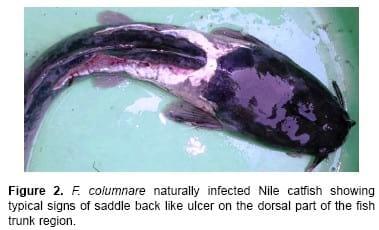 Flavobacterium columnare / Myxobolus tilapiae Concurrent Infection in the Earthen Pond Reared Nile Tilapia (Oreochromis niloticus) during the Early Summer - Image 3