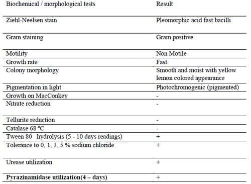 First Record of Mycobacteriosis in the Dusky Grouper (Epinephelus Marginatus) From Mediterranean Coastal Shores of Marsa Matrouh Province, Egypt - Image 1