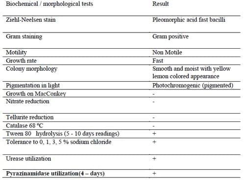 First Record of Mycobacteriosis in the Dusky Grouper (Epinephelus Marginatus) From Mediterranean Coastal Shores of Marsa Matrouh Province, Egypt - Image 1