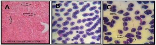 Amelioration the Toxic Effects of Cadmium-Exposure in Nile Tilapia (Oreochromis Niloticus) by using Lemna gibba L - Image 10