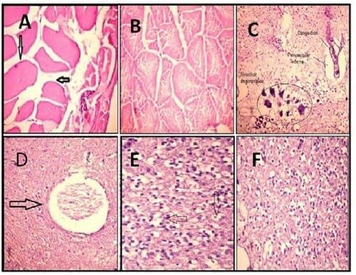 Amelioration the Toxic Effects of Cadmium-Exposure in Nile Tilapia (Oreochromis Niloticus) by using Lemna gibba L - Image 9