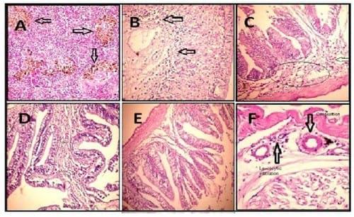 Amelioration the Toxic Effects of Cadmium-Exposure in Nile Tilapia (Oreochromis Niloticus) by using Lemna gibba L - Image 8