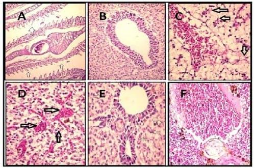Amelioration the Toxic Effects of Cadmium-Exposure in Nile Tilapia (Oreochromis Niloticus) by using Lemna gibba L - Image 7