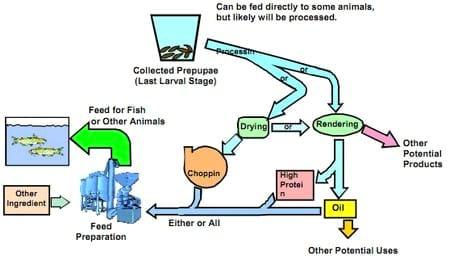 Mass Production of Black Soldier Fly Prepupae for Aquaculture Diets - Image 2