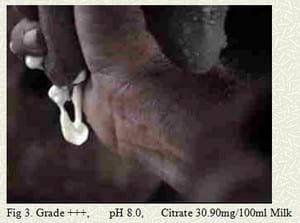 Pathobiology, etiology and novel mastitis therapy in buffalo - Image 4