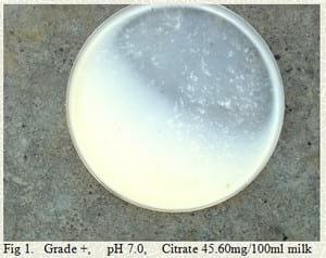 Pathobiology, etiology and novel mastitis therapy in buffalo - Image 2
