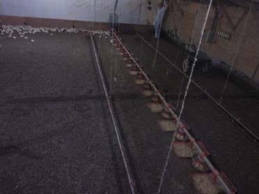 Monitoring Litter Moisture - Image 2