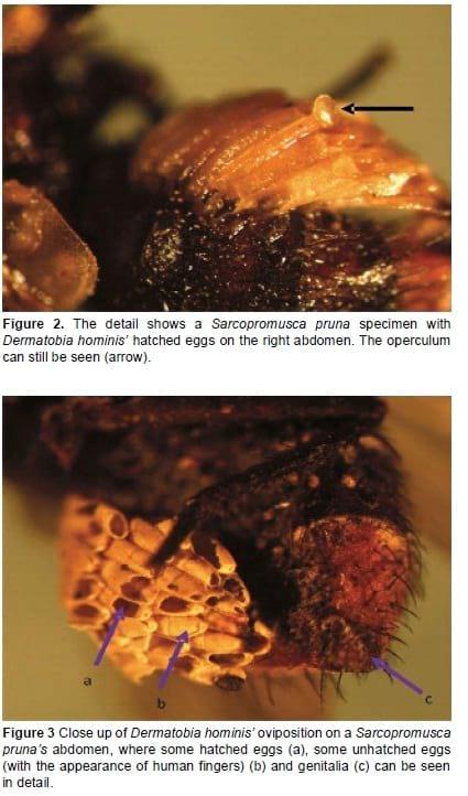 Sarcopromusca pruna (Diptera: Muscidae): phoretic for Dermatobia hominis (Diptera: Cuterebridae) eggs in Colombia - Image 2