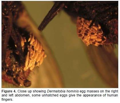 Sarcopromusca pruna (Diptera: Muscidae): phoretic for Dermatobia hominis (Diptera: Cuterebridae) eggs in Colombia - Image 3