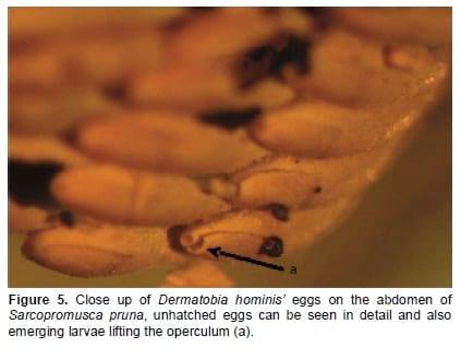 Sarcopromusca pruna (Diptera: Muscidae): phoretic for Dermatobia hominis (Diptera: Cuterebridae) eggs in Colombia - Image 4