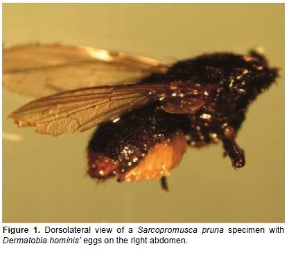 Sarcopromusca pruna (Diptera: Muscidae): phoretic for Dermatobia hominis (Diptera: Cuterebridae) eggs in Colombia - Image 1